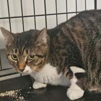 Thumbnail photo of Fable #3