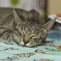 Thumbnail photo of Costco #1