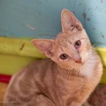 adopt-pet