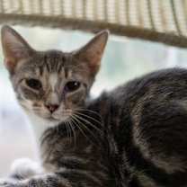adopt-pet