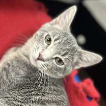 Thumbnail photo of Sweetheart #3