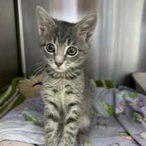 Thumbnail photo of Sweetheart #4