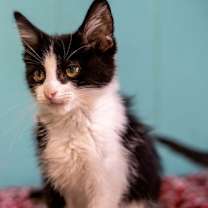 adopt-pet