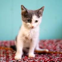 adopt-pet