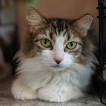 adopt-pet