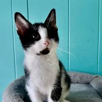 adopt-pet