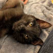 Thumbnail photo of Wallaby #1