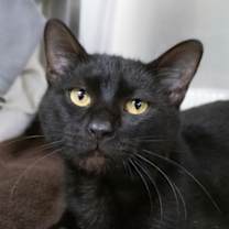 Thumbnail photo of Tenenbaum #1