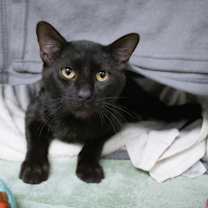 Thumbnail photo of Tenenbaum #2