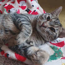 Thumbnail photo of Tiger #3