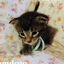 Thumbnail photo of Pumpy-Umpy-Umpkin Litter:   Gumdrop #3