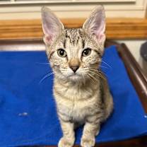 Thumbnail photo of Q.T. #3