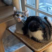 Thumbnail photo of Fig #2