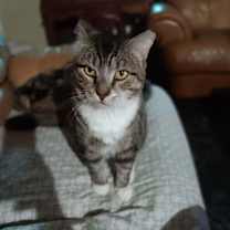 Thumbnail photo of Pops #2