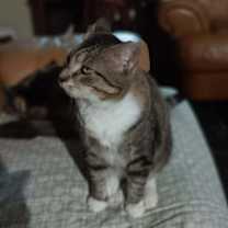 Thumbnail photo of Pops #3