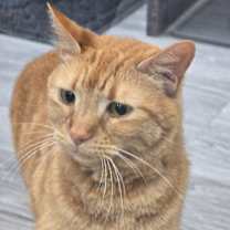 Thumbnail photo of Clementine #4