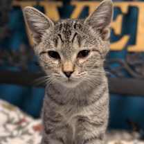 Thumbnail photo of Perry #4