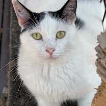 Thumbnail photo of Gamora #1