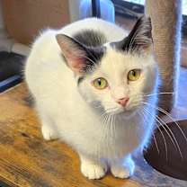 Thumbnail photo of Gamora #2