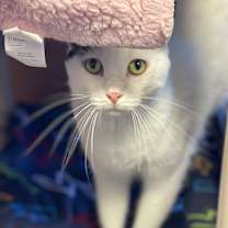 Thumbnail photo of Gamora #3