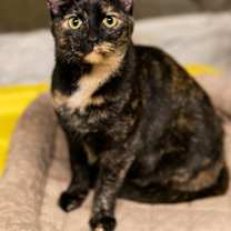 Thumbnail photo of Din #1