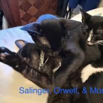 Thumbnail photo of Orwell #4