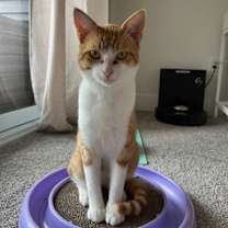 Thumbnail photo of Biscuit - Stratford #1