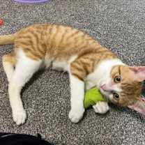 Thumbnail photo of Biscuit - Stratford #3