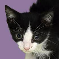 Thumbnail photo of Russet #1