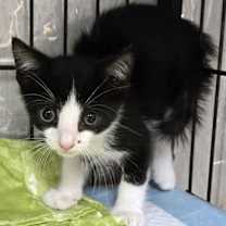 Thumbnail photo of Russet #2