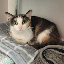 Thumbnail photo of Tala @ PAWZ pet cafe #1