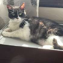 Thumbnail photo of Ladle #1