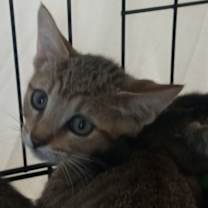 Thumbnail photo of Tommy #2