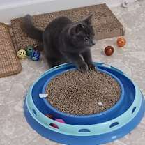 Thumbnail photo of Bella #3