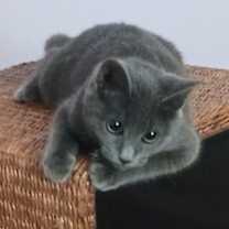 Thumbnail photo of Bella #4