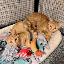 Thumbnail photo of Taylor #2