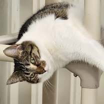 Thumbnail photo of Riley #1