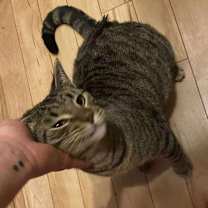 Thumbnail photo of Maze #4