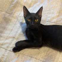 Thumbnail photo of Houdini #1