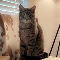 Thumbnail photo of Dexter #1