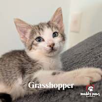 Thumbnail photo of Bugaboos Litter:  Grasshopper #2