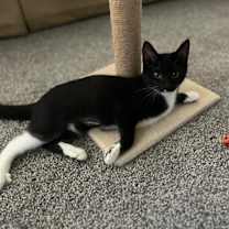 Thumbnail photo of Ghost #4