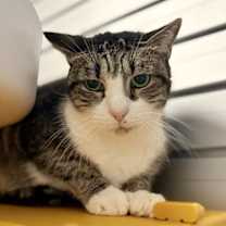 Thumbnail photo of Bujulito (leeto) #2