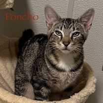 Thumbnail photo of Poncho #3