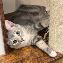 Thumbnail photo of Whiskers  #1