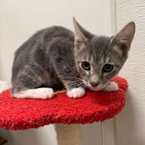 Thumbnail photo of Whiskers  #3