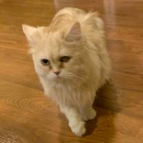 Thumbnail photo of Omee #1