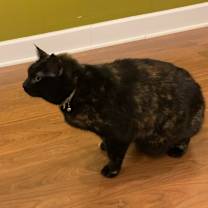 Thumbnail photo of Eemo #1