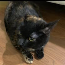 Thumbnail photo of Eemo #2