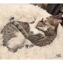 Thumbnail photo of Super Girl #4